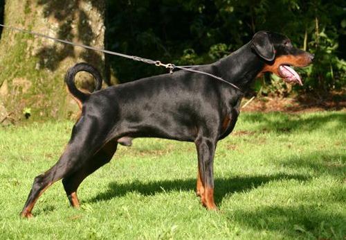 Armani der Ritter Schwarze | Black Doberman Pinscher