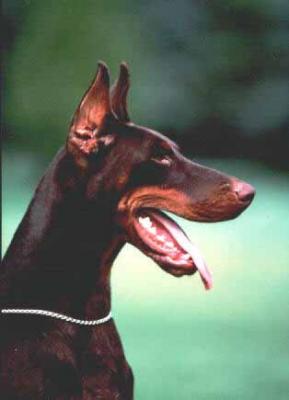 Une de Mai del Diamante Nero | Brown Doberman Pinscher