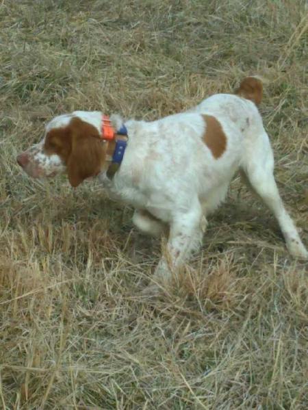 CORY'S TEXAS SLEDGE HAMMER | Brittany 