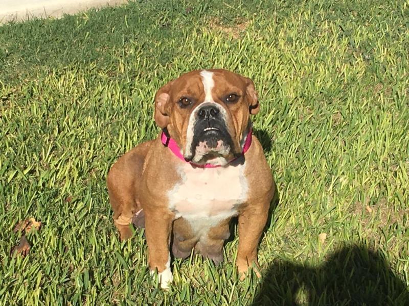 Dottie of Back Bone Bullies | Olde English Bulldogge 