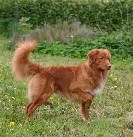 The Rhineferry Tales of Rivers Gem | Nova Scotia Duck Tolling Retriever 