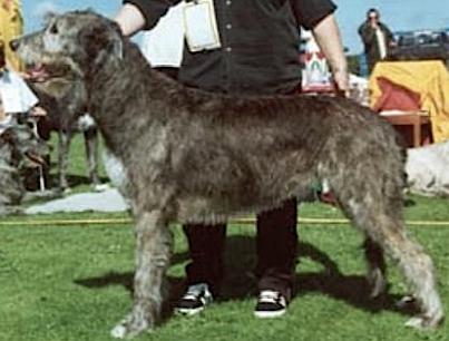 Warlock's Genda | Irish Wolfhound 