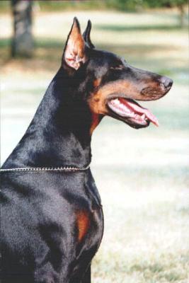 Una del Diamante Nero | Black Doberman Pinscher