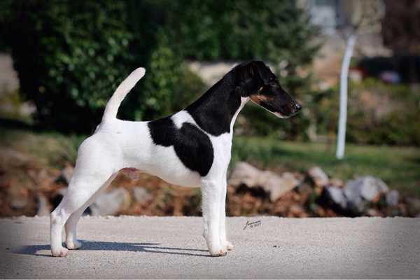 Nero v.d. Schönen Bergen | Smooth Fox Terrier 