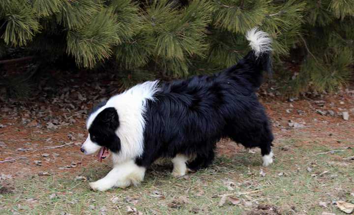 ARMANI BLUE VON XAX | Border Collie 