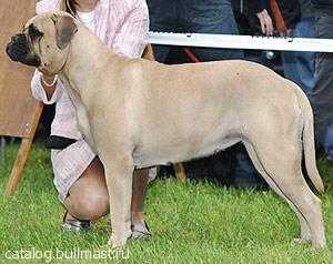 Toro Diavolo Asta La Vista | Bullmastiff 