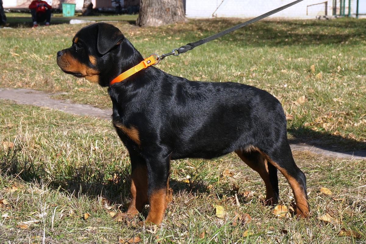 Afina from Shelan House | Rottweiler 