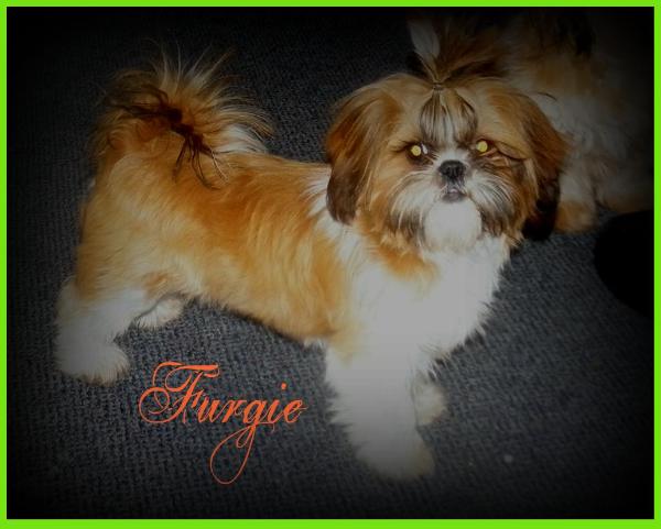 Home Grown Shih Tzu's Furrrgie | Shih Tzu 