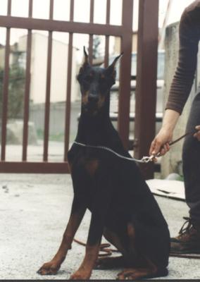 Urta del Diamante nero | Black Doberman Pinscher