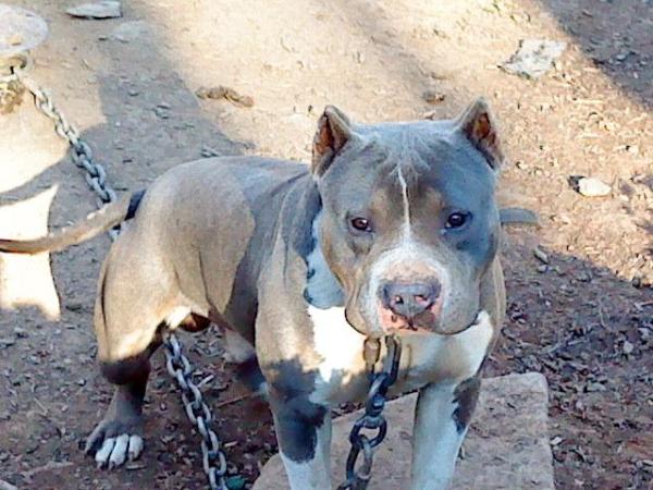 Waddell's Chaos | American Pit Bull Terrier 