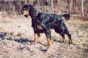 Rice Creek B'Zuka WyndDancer | Gordon Setter 