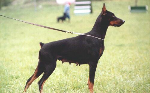 Nadin del Diamante Nero | Black Doberman Pinscher