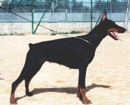 Zama del Diamante Nero | Black Doberman Pinscher