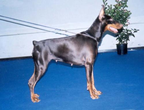 Quita del Diamante Nero | Brown Doberman Pinscher