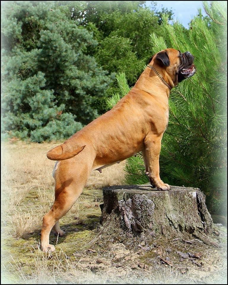 High rollers a breeze of artic | Bullmastiff 