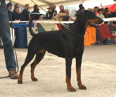 Rina v. Residenzschloss | Black Doberman Pinscher