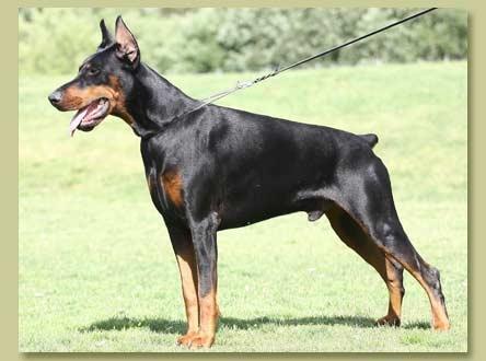 Smart Wood Hills Respect Reebok | Black Doberman Pinscher