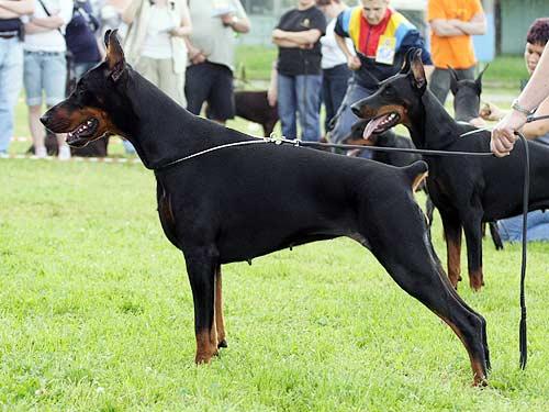 Smart Wood Hills Rocket Queen | Black Doberman Pinscher