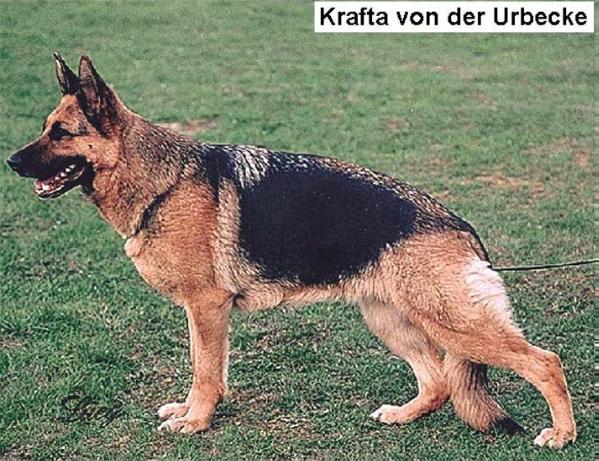 Krafta von der Urbecke | German Shepherd Dog 