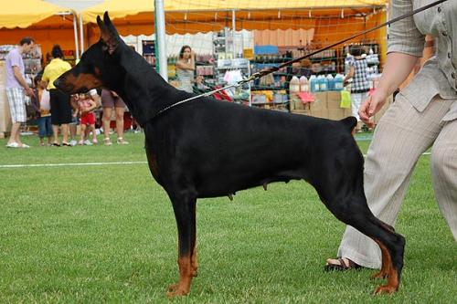 Smart Wood Hills Russian Rubin | Black Doberman Pinscher