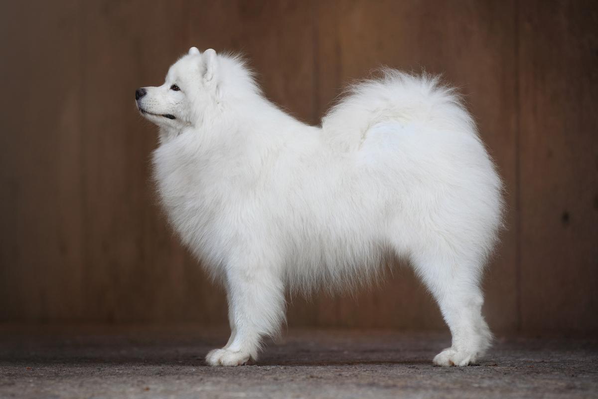 Royal Winter SNOWMOON | Samoyed 