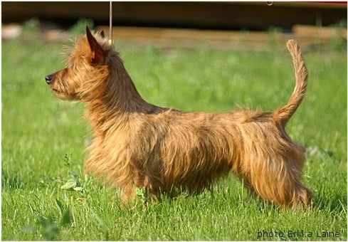 Somehow Some Tru'N Oz | Australian Terrier 