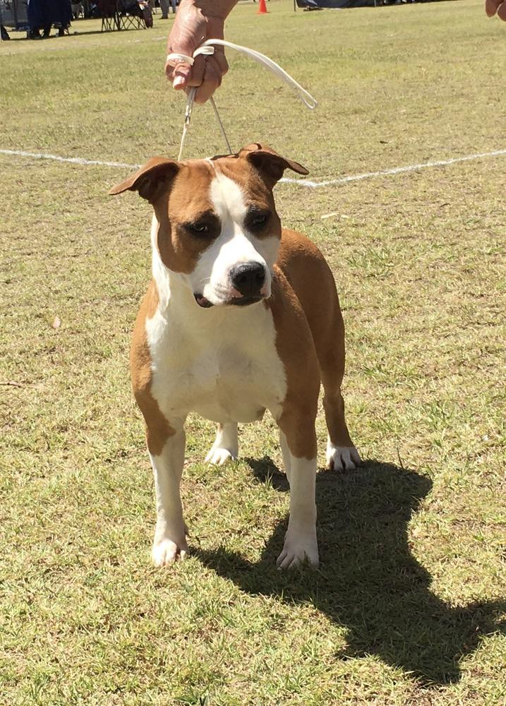 Rizenstar Devil Isas Devildoes | American Staffordshire Terrier 