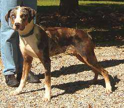 Abney's Greyhawke | Catahoula Leopard Dog 