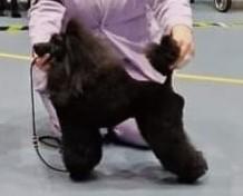 Dream Lady av Vinnvarg | Poodle 