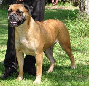 CHAFI DE DIMAHO | Bullmastiff 