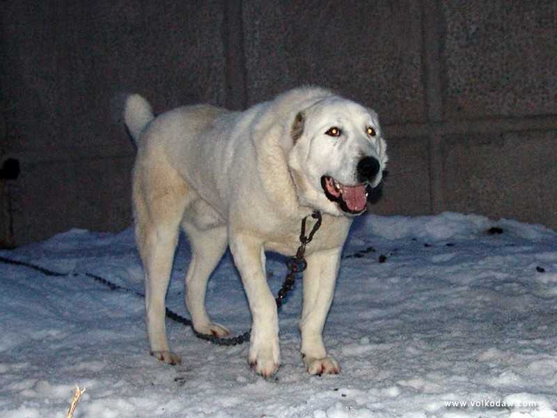 tokado chakan | Central Asian Shepherd Dog 