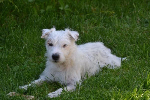 Semper fi forget the rest | Parson Russell Terrier 