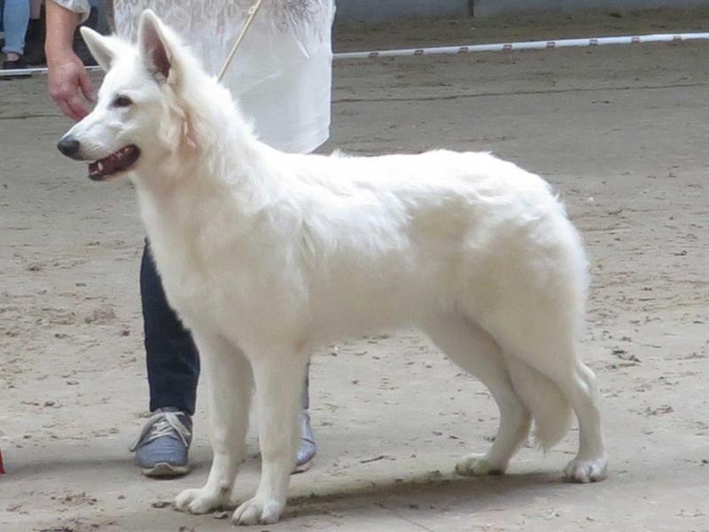 The White Adonis Ottewa | White Swiss Shepherd Dog 