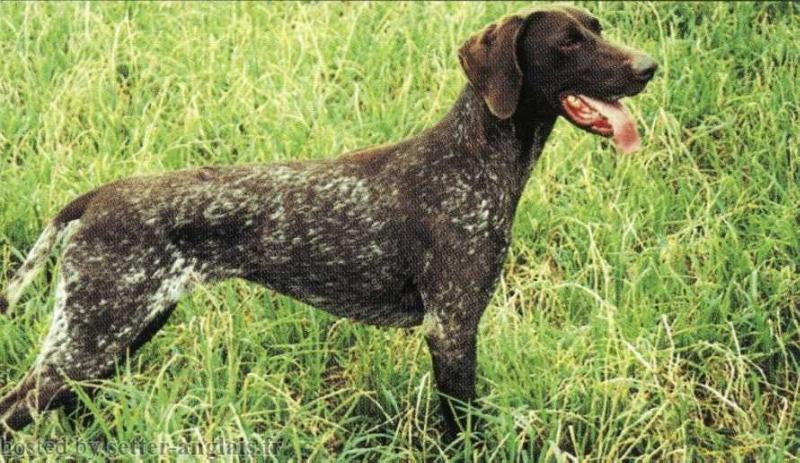 Maude des Grandes Origines | German Shorthaired Pointer 