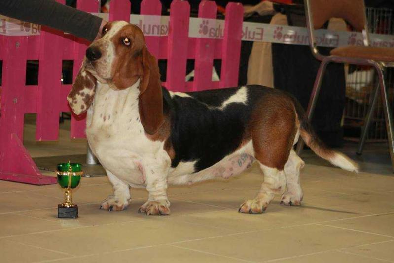 Baltik Show Jessy Starlet | Basset Hound 