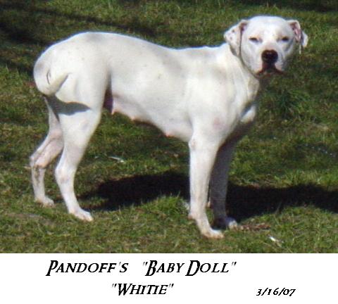 Pandoffs Baby Doll | American Pit Bull Terrier 