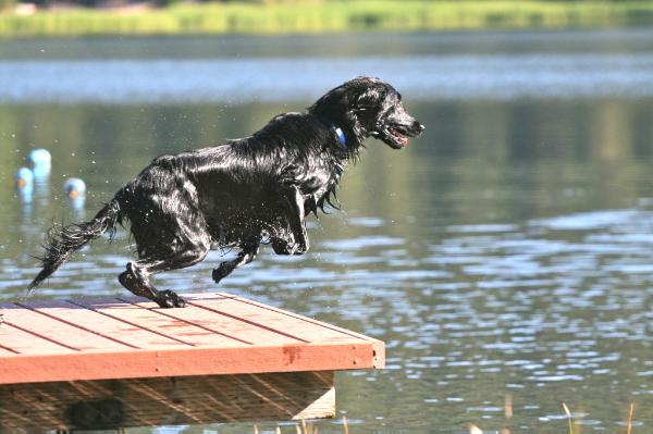 Windfall's Perpetual Motion | Flat-Coated Retriever 