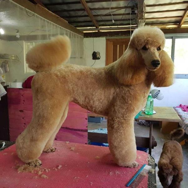 Leeloo Quindim | Poodle 