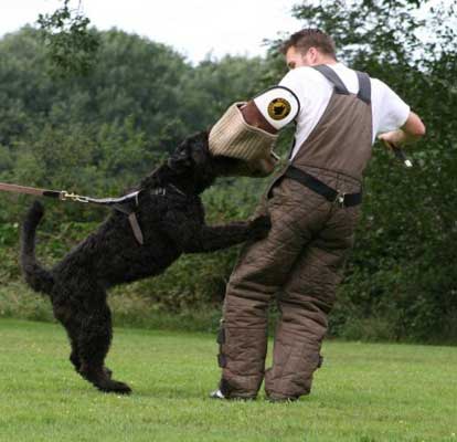 Maiske Nyra v Caya's Home | Bouvier des Flandres 