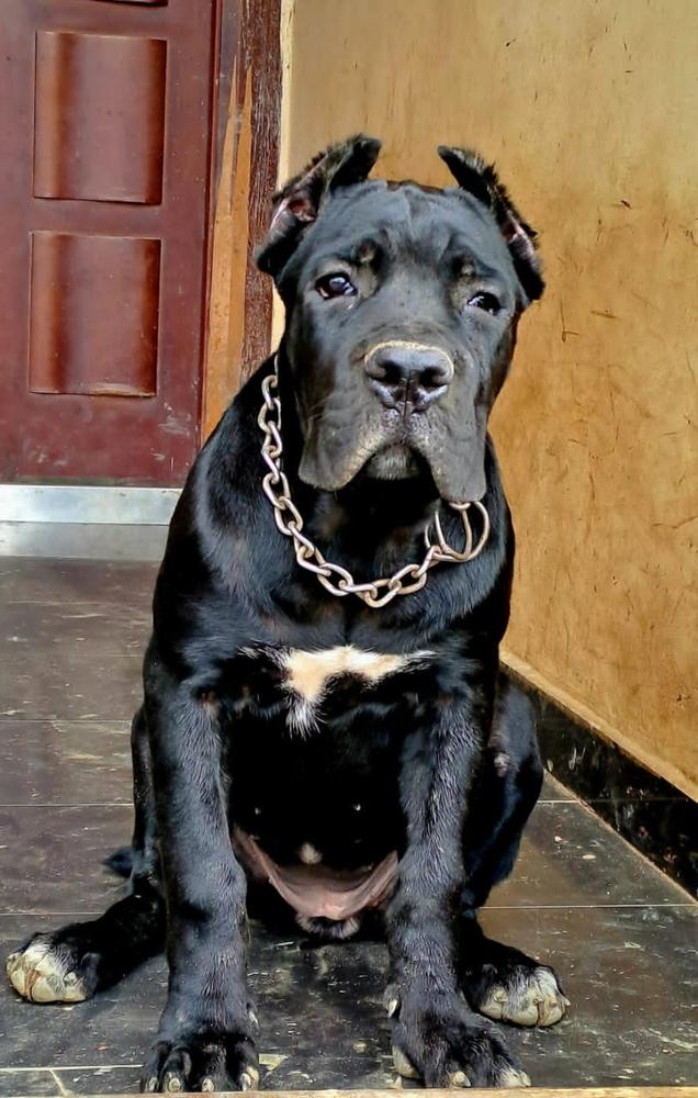 Alexia Pouvoir | Cane Corso 