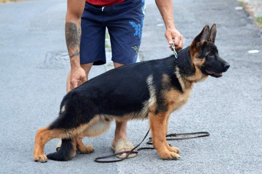 Mars MARIA STELLA MARIS | German Shepherd Dog 