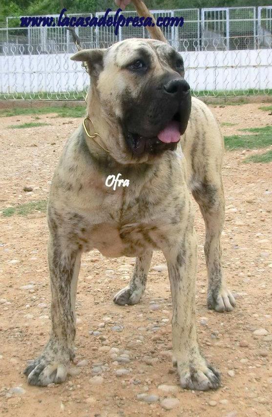 Ofra I de Casa del Presa | Perro de Presa Canario 