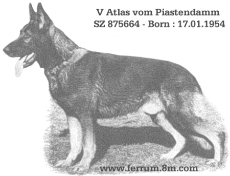 Atlas vom Piastendamm | German Shepherd Dog 