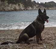 Vendeta Hronovsky pramen | German Shepherd Dog 