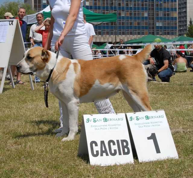 ARGADASH MENGLI | Central Asian Shepherd Dog 