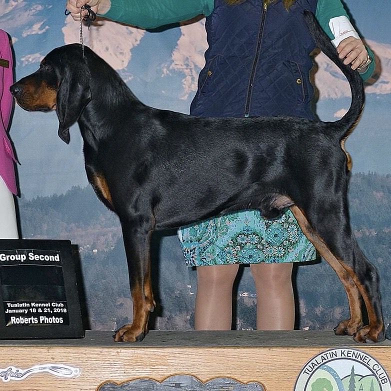 Windbourne Humble And Kind | Black and Tan Coonhound 