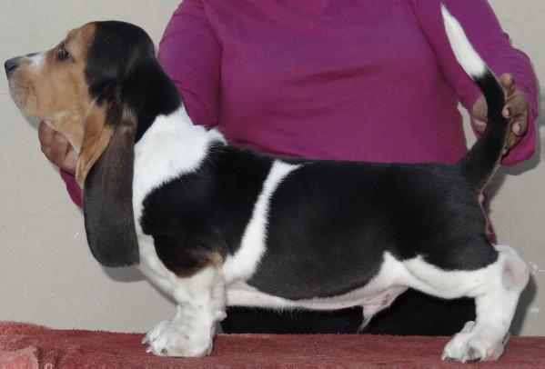 Lomarol hounds ozzy | Basset Hound 