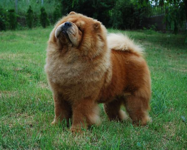 Shen Te Chows Celebrity | Chow Chow 