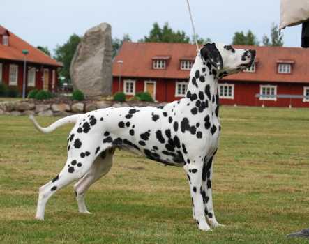 Dalspots Almost Harmony | Dalmatian 