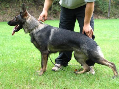 Ria vom Gleisdreieck | German Shepherd Dog 